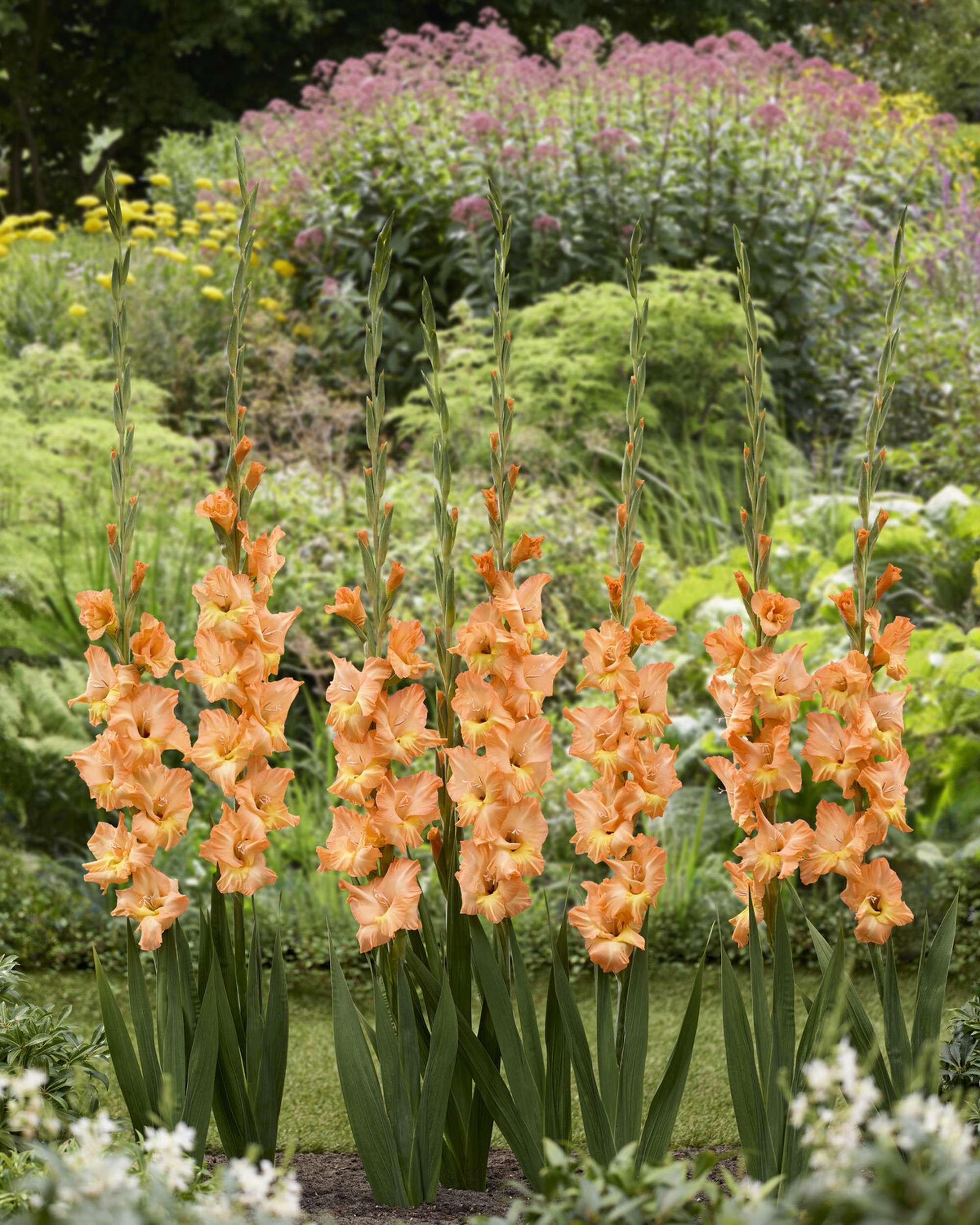 Gladiolus 'Olympic Flame'